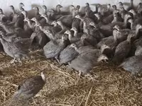 Guinea fowl — फ़ोटो 2