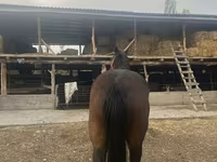Kobyła, Percheron — zdjęcie 1