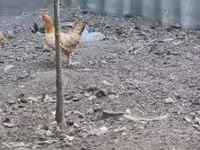 Chickens — foto 2