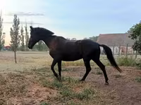 母马, Horses — 照片 6