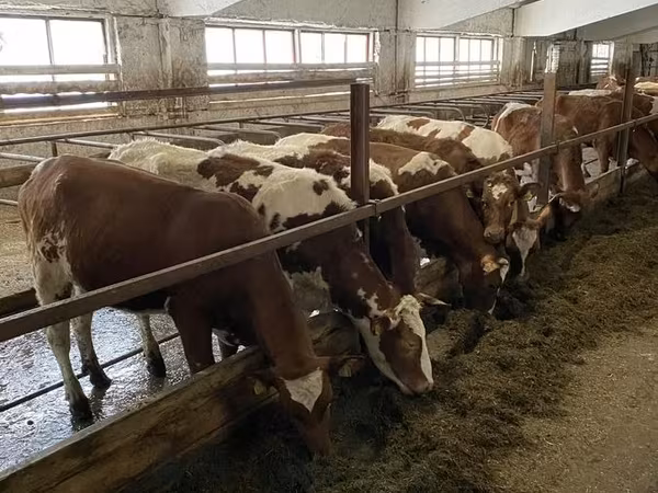 Cow, Ayrshire
