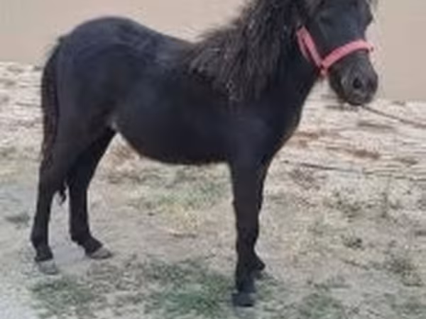 Cheval, Shetland Pony