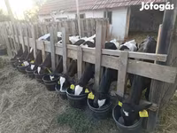 ثور, Russian Black pied cattle — الصورة 3