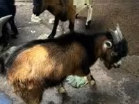 公山羊, Goats — 照片 2