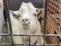 Bode, Cabras — foto 1