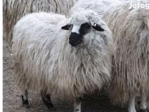 كبش, Racka sheep — هنغاريا