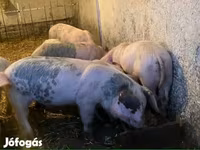 Eber, Schweine — Foto 4
