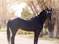 Cavalo, Thoroughbred horse — foto 3
