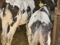 Bull, Belgian Blue — photo 2