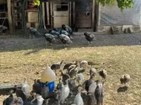 Guinea fowl — फ़ोटो 2