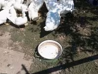 Ducks — Foto 4