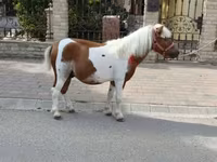 Айғыр, Жылқылар — 2-сурет