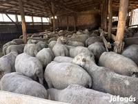 Ram, Sheep — photo 6