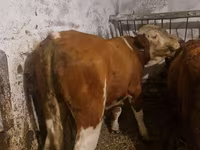 Býk, Simmental cattle — foto 2