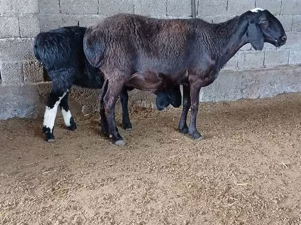Овца, Бараны