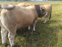 Býk, Aubrac cattle — foto 3