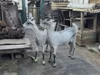 Bak, Nubian Goat — 4. fotó