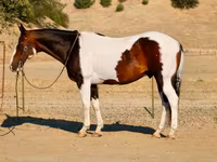 公马, National Show Horse — 照片 3