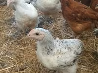 Chickens — 6. fotó