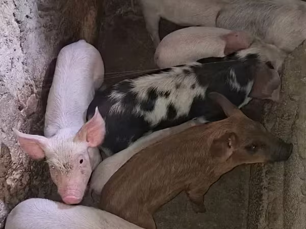 Sow, Дюрок