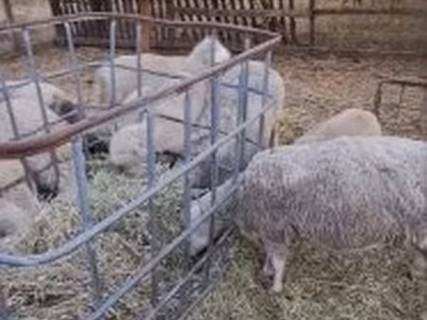 Kos, Cerry Hill sheep