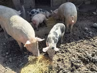 Boar, Pigs — photo 2