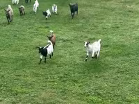 母山羊, Dutch Landrace goats — 照片 5