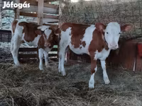 Bull, Limousin cow — photo 2