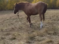 Jument, Chevaux — photo 5