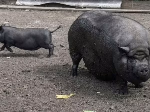 Prasnice,  — Maďarsko