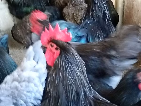 Avstraliya Pit Game quşu