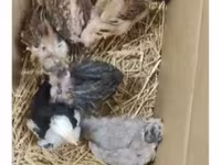 Chickens — photo 4