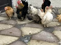 Chickens — 3-сурет