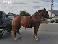 घोड़ी, Hungarian horse breed — फ़ोटो 2