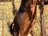 Billy Goat, Kamori goats — photo 2