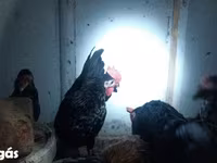 Chickens — الصورة 4