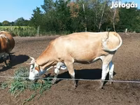 Cow, Simmental cattle — photo 4