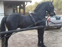 घोड़ा, Friesian — फ़ोटो 1