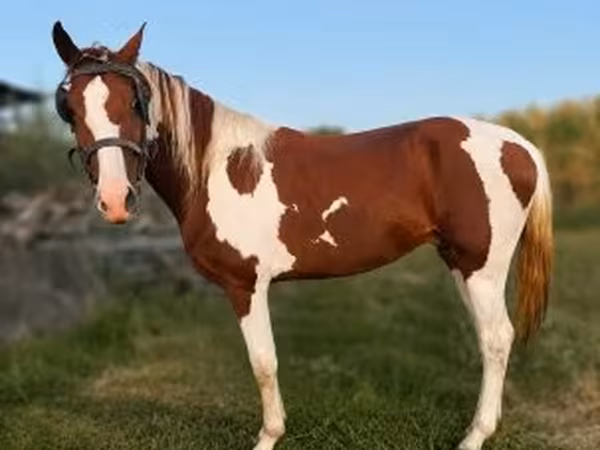 Caballo, American paint horse