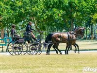 حصان, Hungarian horse breed — الصورة 7