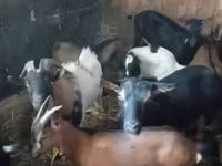 Nőstény kecske, Kecskék — 2. fotó