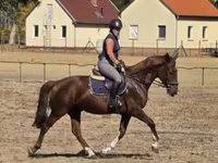 母马, Hungarian horse breed — 照片 2