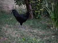 Australorp — photo 3