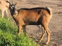 Nőstény kecske, Alpine goat — 6. fotó