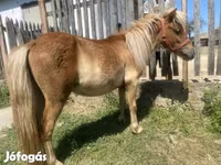 Hengst, Indian half-bred — Foto 5