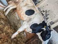 بقرة, Russian Black pied cattle — الصورة 1