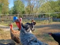 Turkeys — foto 2
