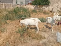 Koza, Saanen goat — zdjęcie 7