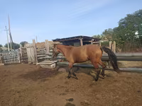घोड़ा, Mugalzhar horse — फ़ोटो 4