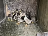Ducks — 照片 3